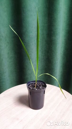 Пальма вашингтония