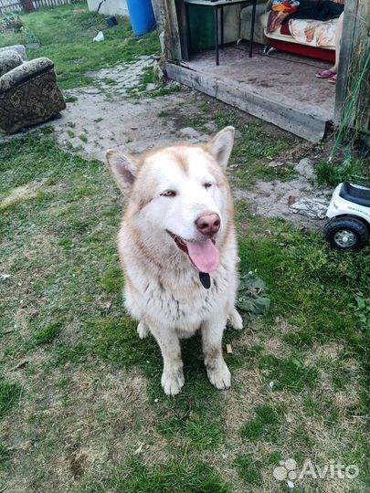 Вязка. Бесплатно