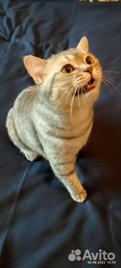 Кот скоттиш-страйт (вязка)