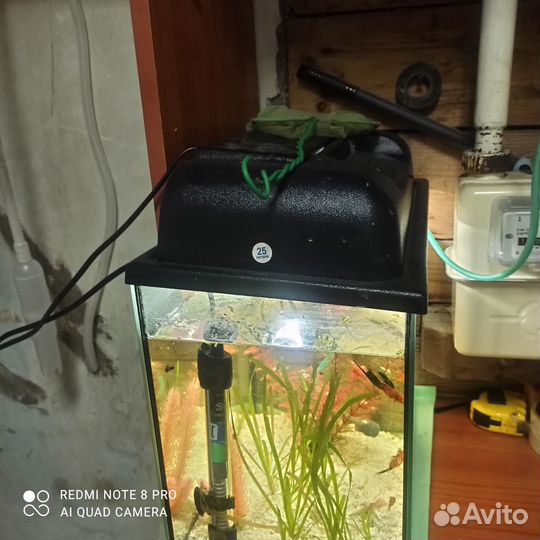 Рыбы, обмен, продажа