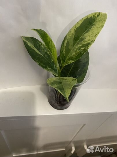 Фикус Шривериана