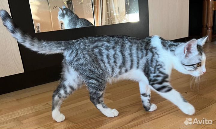 Кошка в дар бесплатно