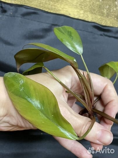 Филодендрон блэк кардинал вариегатный