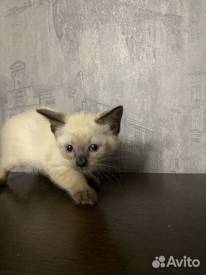 Сиамский котик