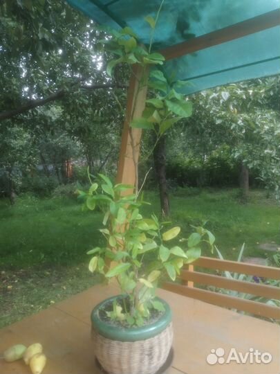 Лимонное дерево