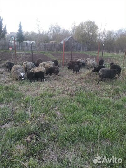 Овцы бараны ягнята