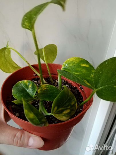 Сциндапсусы