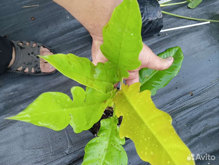 Алоказия, Филодендрон, Монстера,Сингониум,Банан