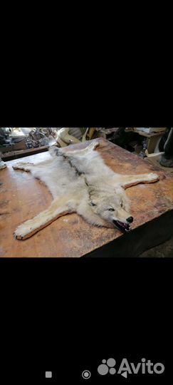 Шкура волка