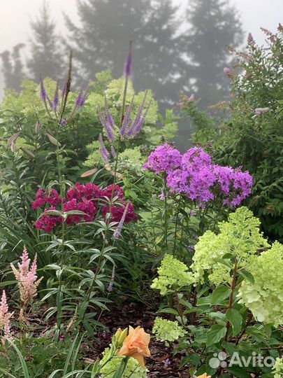 Многолетние цветы для сада