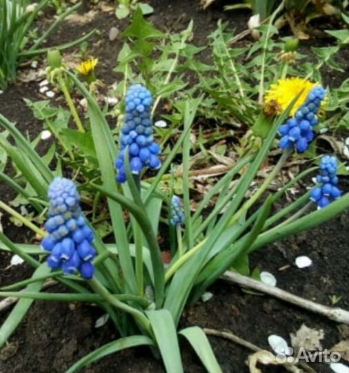 Мускари и Нарциссы