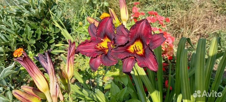 Лилейник Chocolat Candy