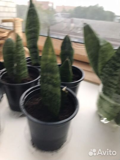 Сансевиерия щучий хвост