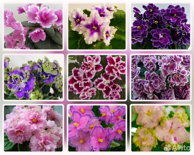 Сортовые фиалки