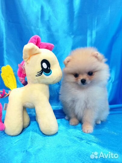 Щенки померанского шпица