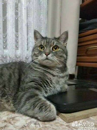 Передержка животных