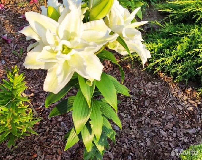 Кора сибирской лиственницы в мешках от производите