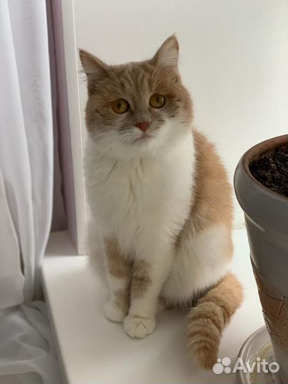 Кошка Милка для радости в семье