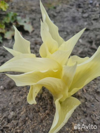 Хоста растение