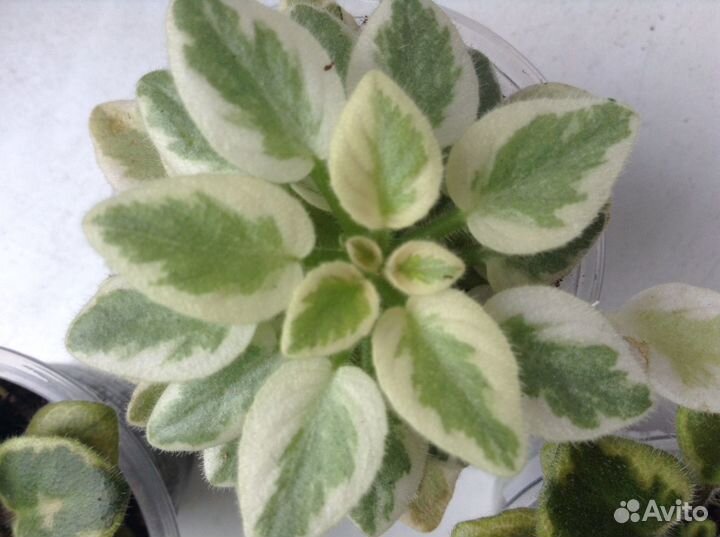 Листовые Химеры