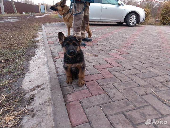 Щенки немецкой овчарки с документами