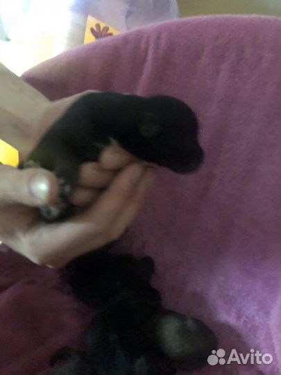 Щенки бесплатно