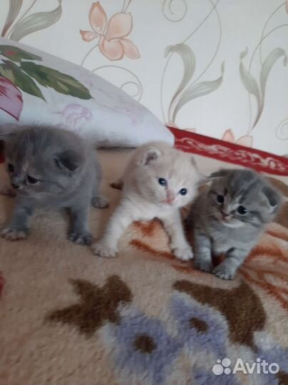 Британская