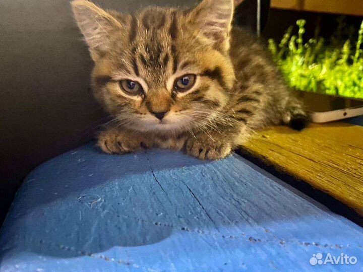 Шотландские котята