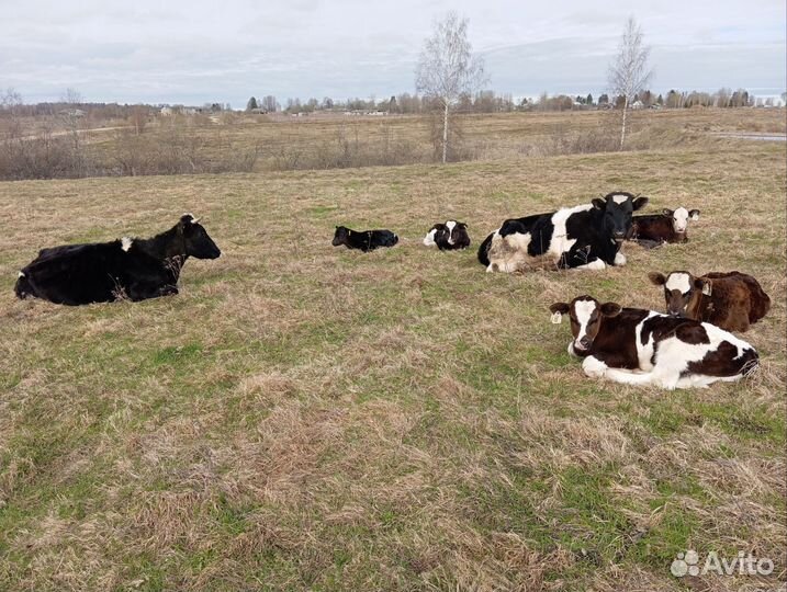 Продажа крс