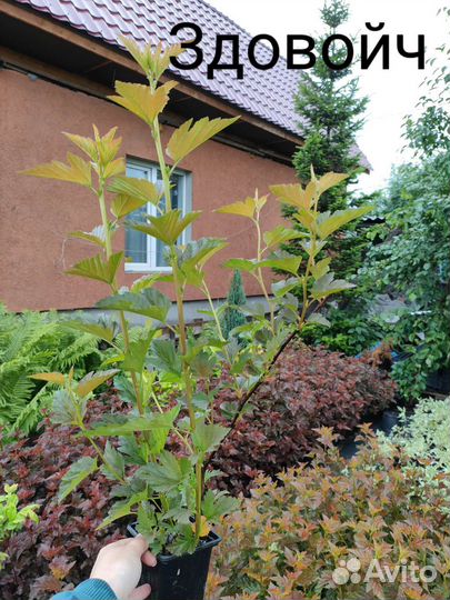 Пузыреплодник