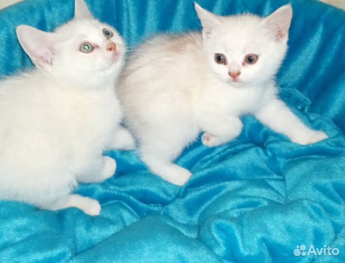 Шотландские котята