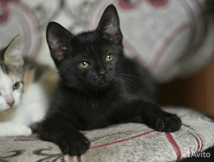 Котенок Уголек в добрые руки