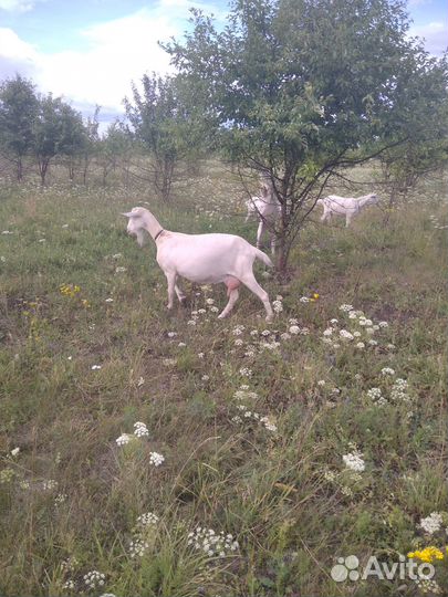 Продаются козы и козёл, молодые козочки