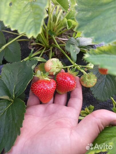 Саженцы земляники садовой