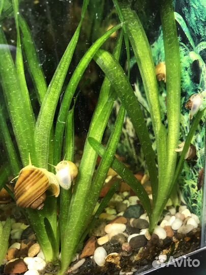 Улитки аквариумные ампулярии