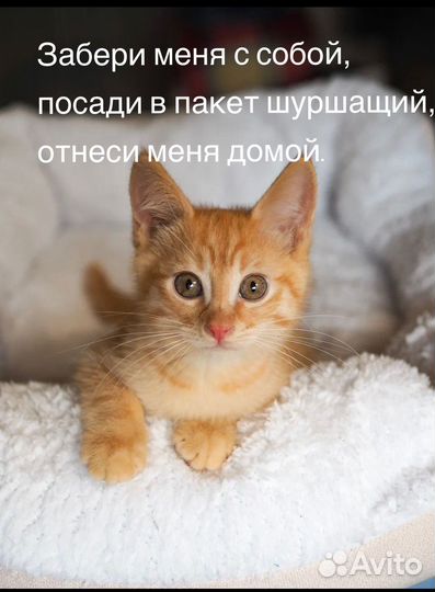 Котята в добрые руки
