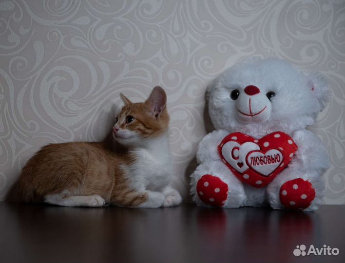 Рыжий котёнок, кошечка, в добрые руки