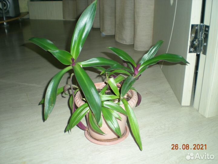 Традесканция