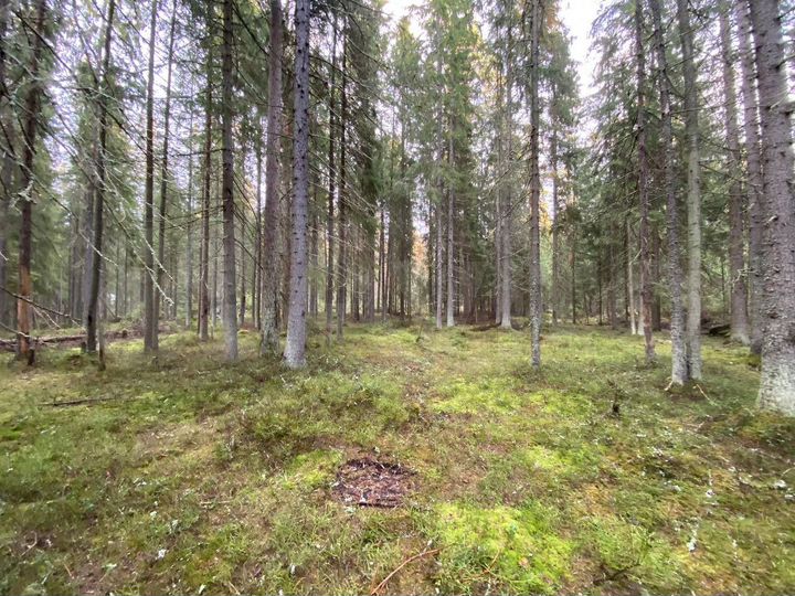 Участок 77,4 сот. (ИЖС)