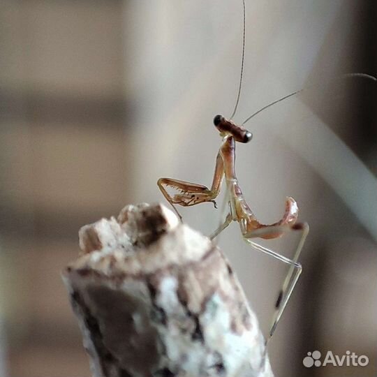 Богомолы (несколько видов)