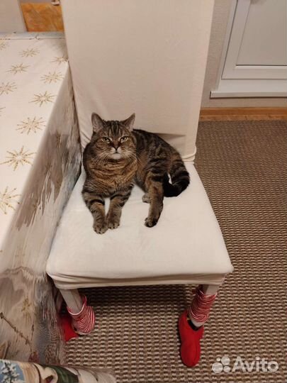 Породистая кошечка в добрые руки