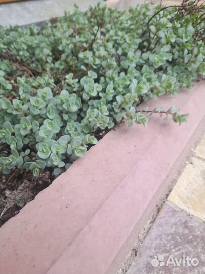 Цветы садовые