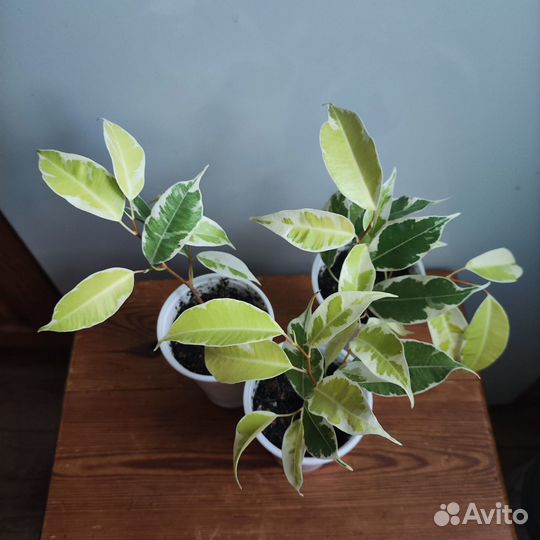 Фикус мунлайт