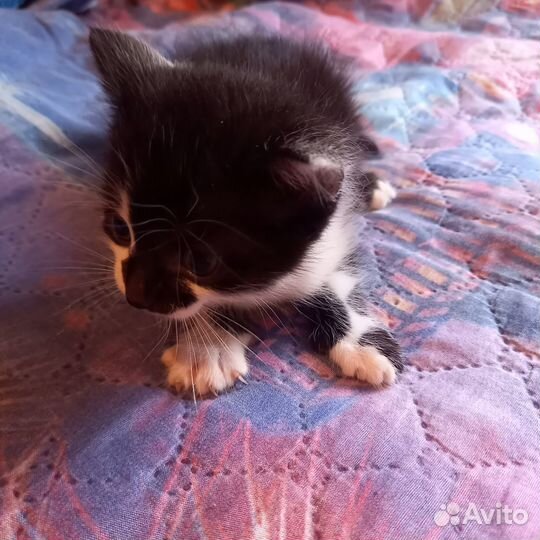 Отдам в добрые руки котят