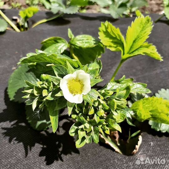 Рассада Клубника