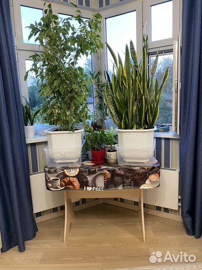 Сансевиерия