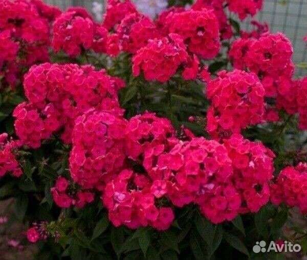 Комнатные и уличные растения