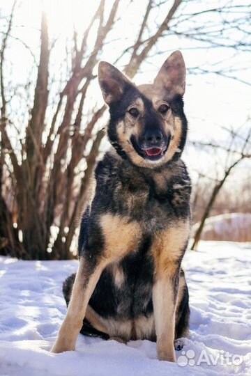 Ариель - собака с тяжелой судьбой
