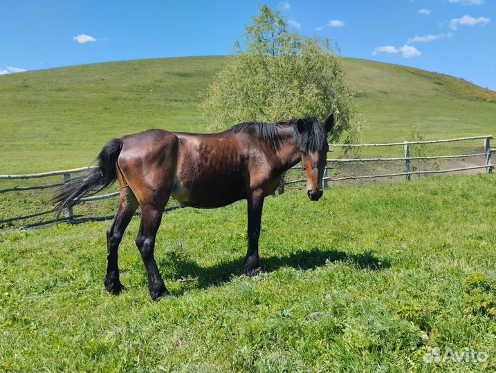 Лошади кобыла и стригуны