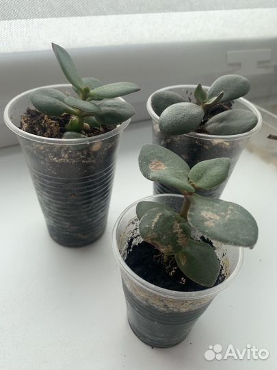 Денежное дерево толстянка крассула